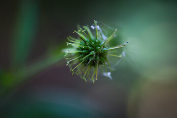  a plant in the garden