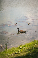 A gaggle of geese at by the water