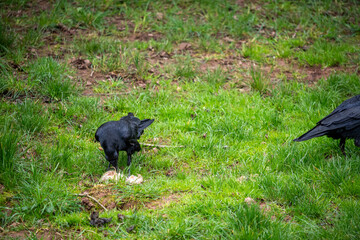 Crows Foraging in Lush Grass – Black Birds in Natural Setting, Wildlife, Park Scene, Urban Nature, Corvid Behavior
