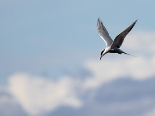 flying Sterna on blue sky background