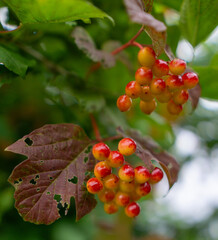 Red Orange Berries Cluster