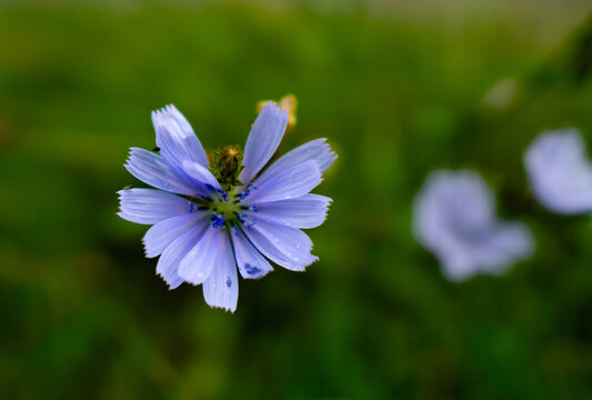 Bee on Blue Flower