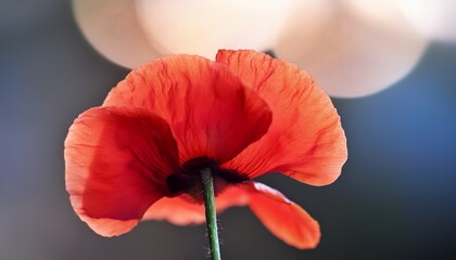 elegant red poppy with delicate translucent petals in a high resolution close up