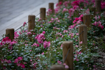 Różowe róże na ulicy w Poznaniu © Magdalena