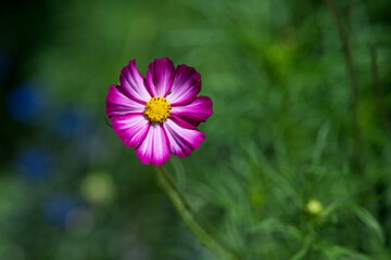 Cosmos flower blooming in the garden with green background. (Cosmos Bipinnatus)