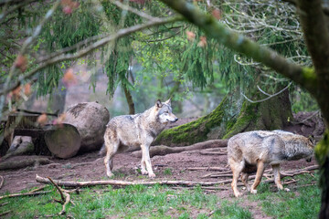 Pair of Grey Wolves in Natural Enclosure – Captive Wildlife, Animal Park, Forest Habitat, Wolf...