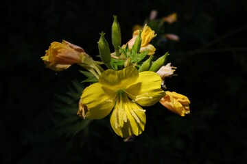 Yellow Evening Primrose Flower in Bloom – Close-Up Macro Shot. Macro photograph of a blooming yellow evening primrose (Oenothera biennis) flower against a dark, blurred background.