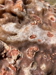 brown stone texture with salt minerals