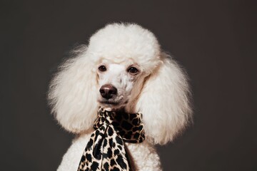 Elegant poodle showcasing stylish scarf in a beauty salon setting, perfect for relaxation and pampering sessions with pets