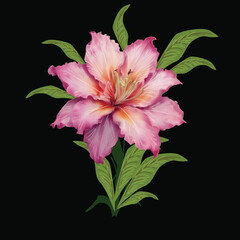 single pink flower on stem isolated on black background