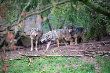 Grey Wolf Pack Socializing in Natural Enclosure – Captive Wildlife, Animal Park, Forest Habitat, Wolf Behavior