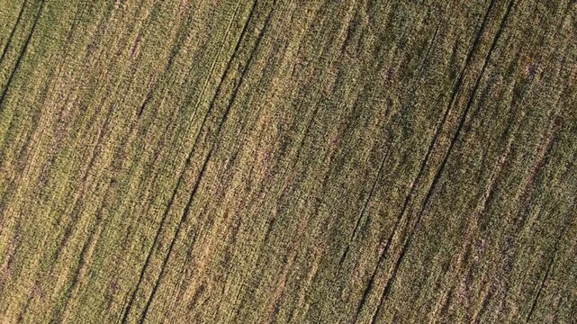 Aerial view flying above barley field, agriculture farmland patterns from top-down angle