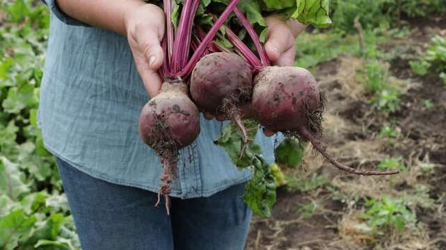 organic beet in hands vegetables garden homegrown food