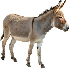 Obraz premium A brown donkey standing profile isolated on transparent background