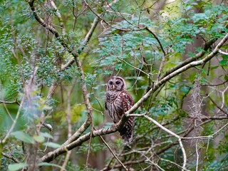great horned owl