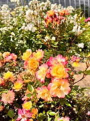 Yellow and pink blooming miniature rosa baby masquerade in the summer garden. Flower background