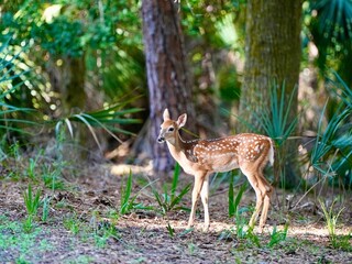 A young white tailed fawn deer in the sunny forest.