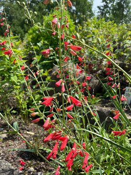 an unusual rare blooming Penstemon barbatus Twizzle Scarlett with long airy spikes and tubular orange flowers. Flower background