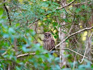A barred owl in a wild wooded forest.