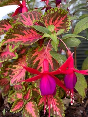 Blooming Fuchsia and Coleus in a pot. Balcony flowers.Potted plants.Flower background