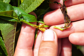 Damage to peach branches by the oriental fruit moth .
