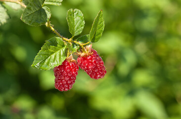 Ripe berries of tayberry blackberry on a branch in the garden. Growing raspberries.
