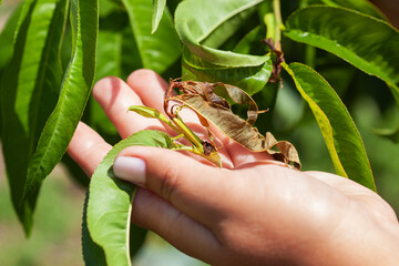 Damage to peach branches by the oriental fruit moth .