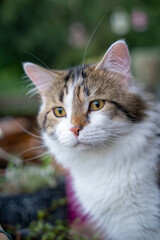 Calm Tabby White Cat Outdoor Portrait | Beautiful Domestic Feline with Golden Eyes, Pet Stock Photo