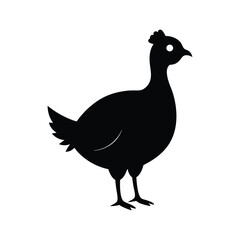 silhouette of a peacock