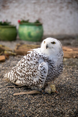 Majestic Snowy Owl Perched on Gravel in Captivity – Arctic Bird, Raptor, Animal Park, Winter Wildlife