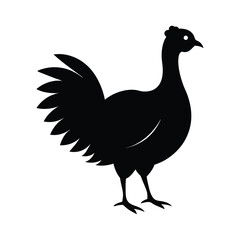 rooster isolated on white background