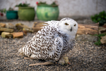 Vigilant Snowy Owl on Gravel Perch in Captivity – Arctic Bird, Raptor, Animal Park, Winter Wildlife