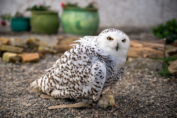 Vigilant Snowy Owl on Gravel Perch in Captivity – Arctic Bird, Raptor, Animal Park, Winter Wildlife