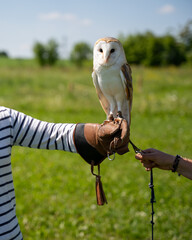Barn Owl Perched on Falconer's Gloved Hand – Bird of Prey, Wildlife Show, Raptor, Educational...