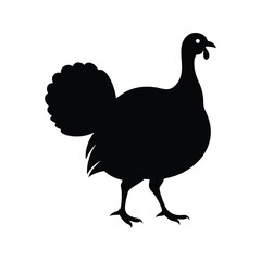 hen and rooster