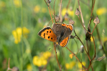 Beautiful black dotted orange butterfly, a Small copper, also known as American of Common copper