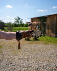 Vibrant Kestrel Resting on Falconer's Glove: Detailed Close-up of Bird of Prey, Falconry Art,...