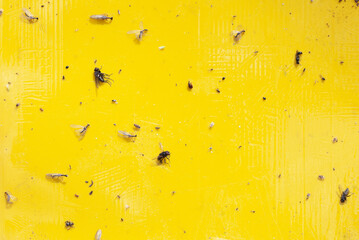 Yellow glue traps for garden pests.