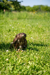 Majestic Buzzard Feeding on Prey in Green Meadow | Captive Bird of Prey Hunting & Eating Moment, Wildlife Photography