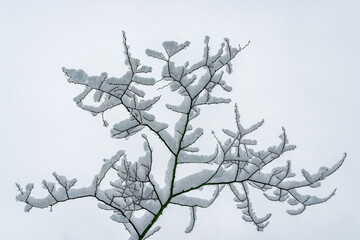 Snow clings to the tree branches after a major storm near Seattle Washington