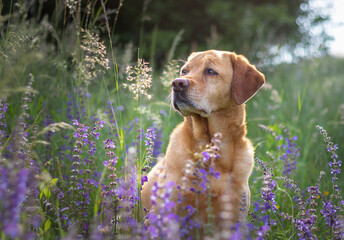 A portrait of a fox red yellow labrador retriever in the grass with purple flowers