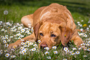 Fox red yellow Labrador resting in daisies meadow