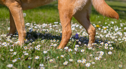 Fox red yellow labrador walking in grass meadow with white daisies