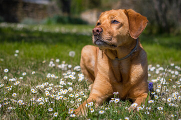 Fox red yellow Labrador resting in daisies meadow.