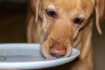Yellow labrador dog licking humans plate after lunch