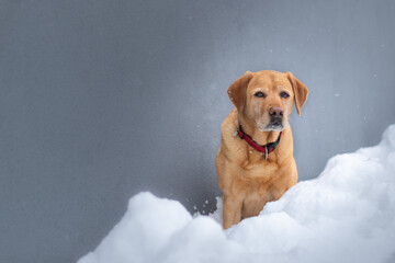 Yellow labrador dog sitting in front of the grey wall in the winter snow