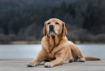 Content labrador retriever dog laying on the pier of the lake in the winter
