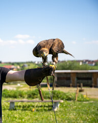 Regal Eagle Perched on Falconer's Glove | Majestic Bird of Prey Portrait Against Blue Sky, Captive Raptor