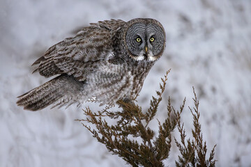 Great Gray Owl Strix nebulosa perched on a  Juniper branch