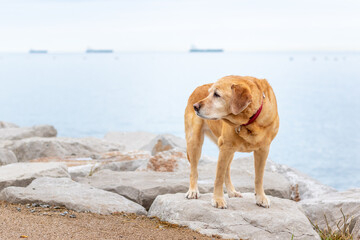 Yellow labrador standing in front of the ocean